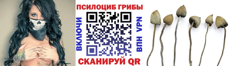 Галлюциногенные грибы Cubensis  Купить где  Николаевск-на-Амуре 